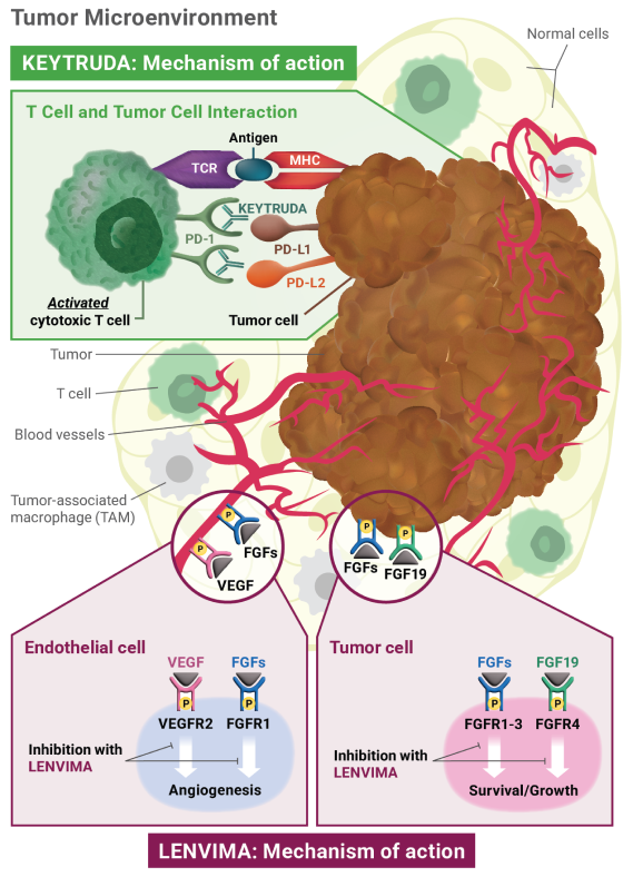 KEYTRUDA® (pembrolizumab) and LENVIMA® (lenvatinib) | Mechanisms of Action